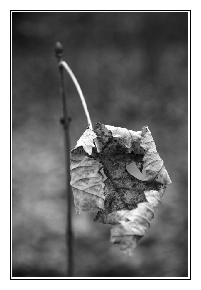 The last leaf