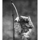 The last leaf