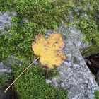 The last leaf of autumn