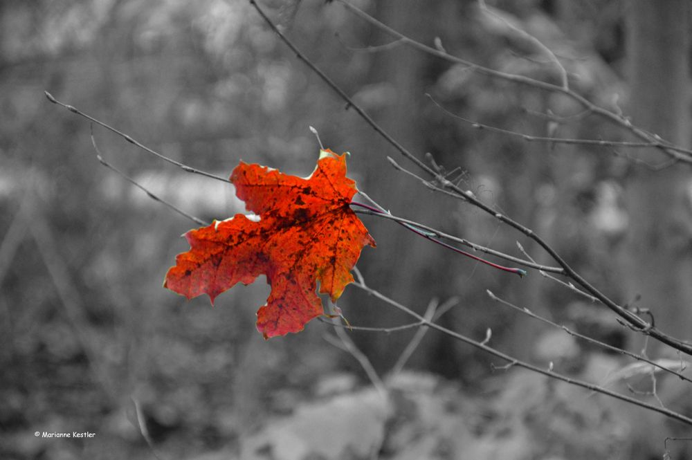 the last leave - la dernière feuille