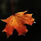 The last Maple Leaf