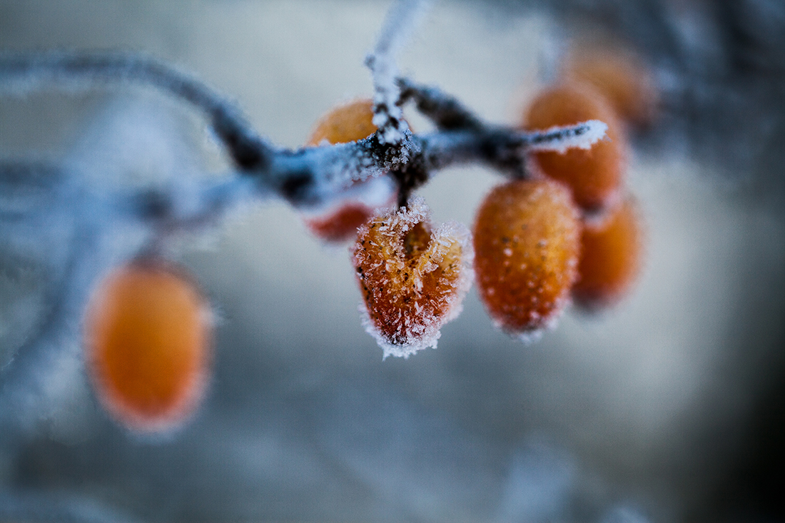 ''The last one caught in the ice'' ;) 