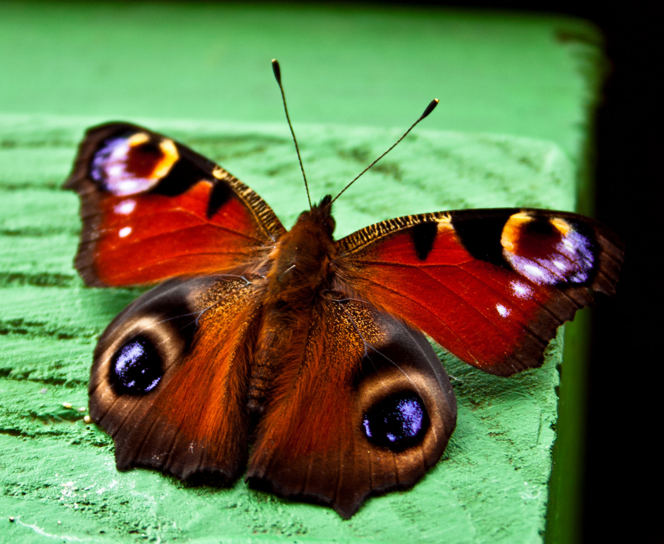 the last peacock butterfly