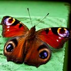 the last peacock butterfly