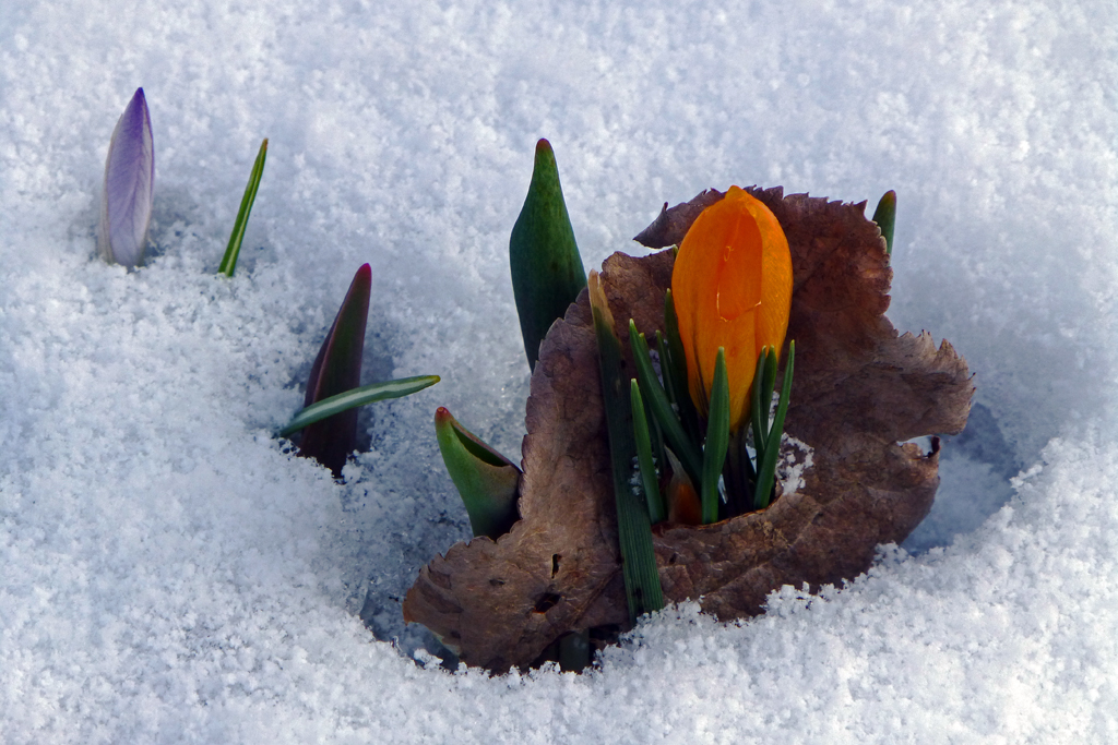 the last punch from Old Man Winter