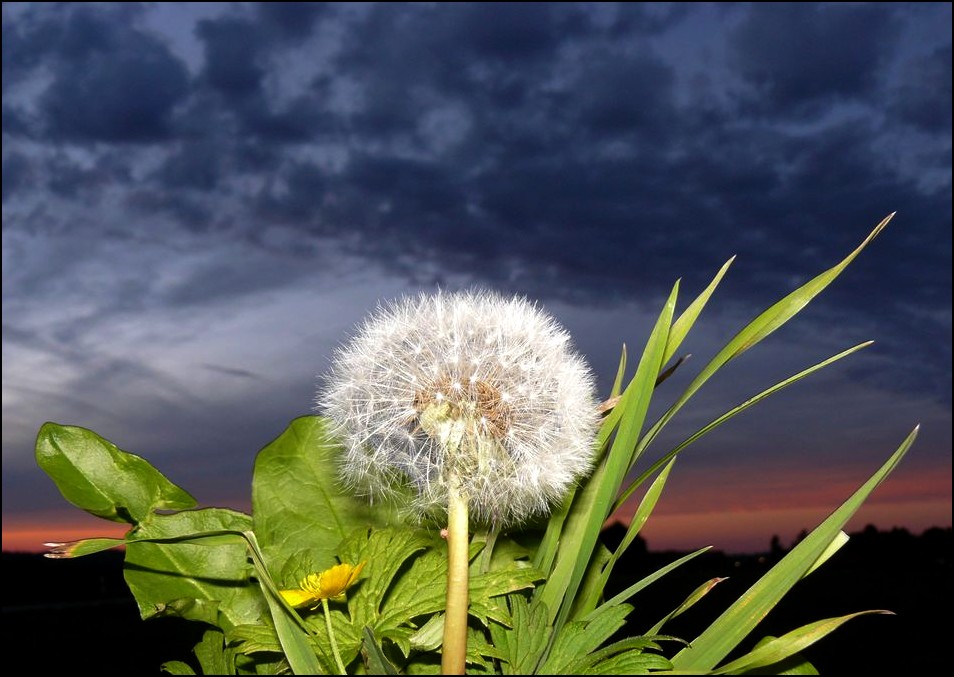 the last "Pusteblume" 2007