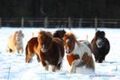 The last rays of sun on a snowy day von Linda Peinemann