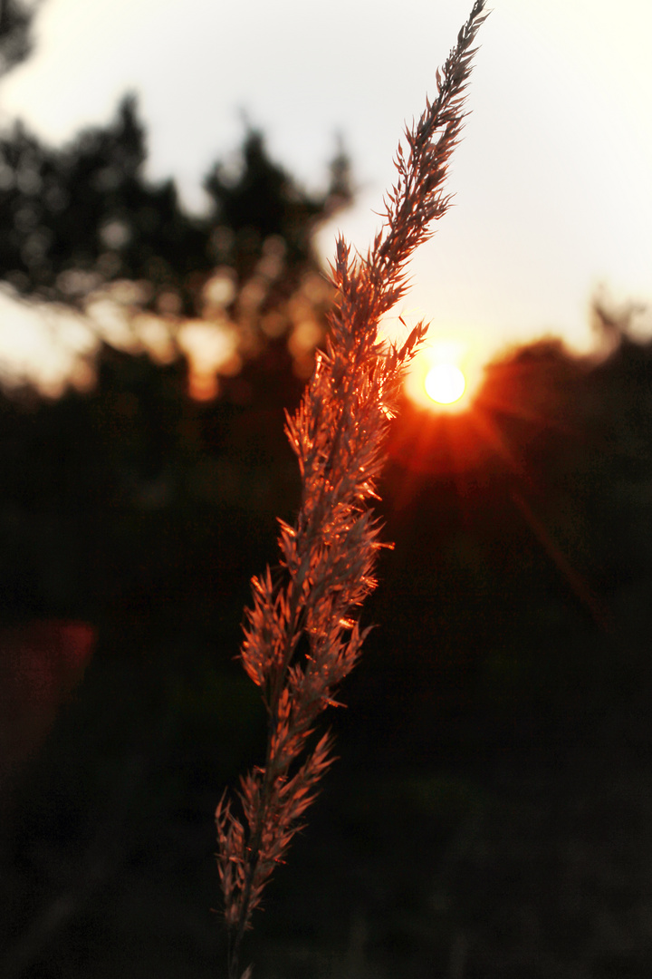 The last rays of the evening.