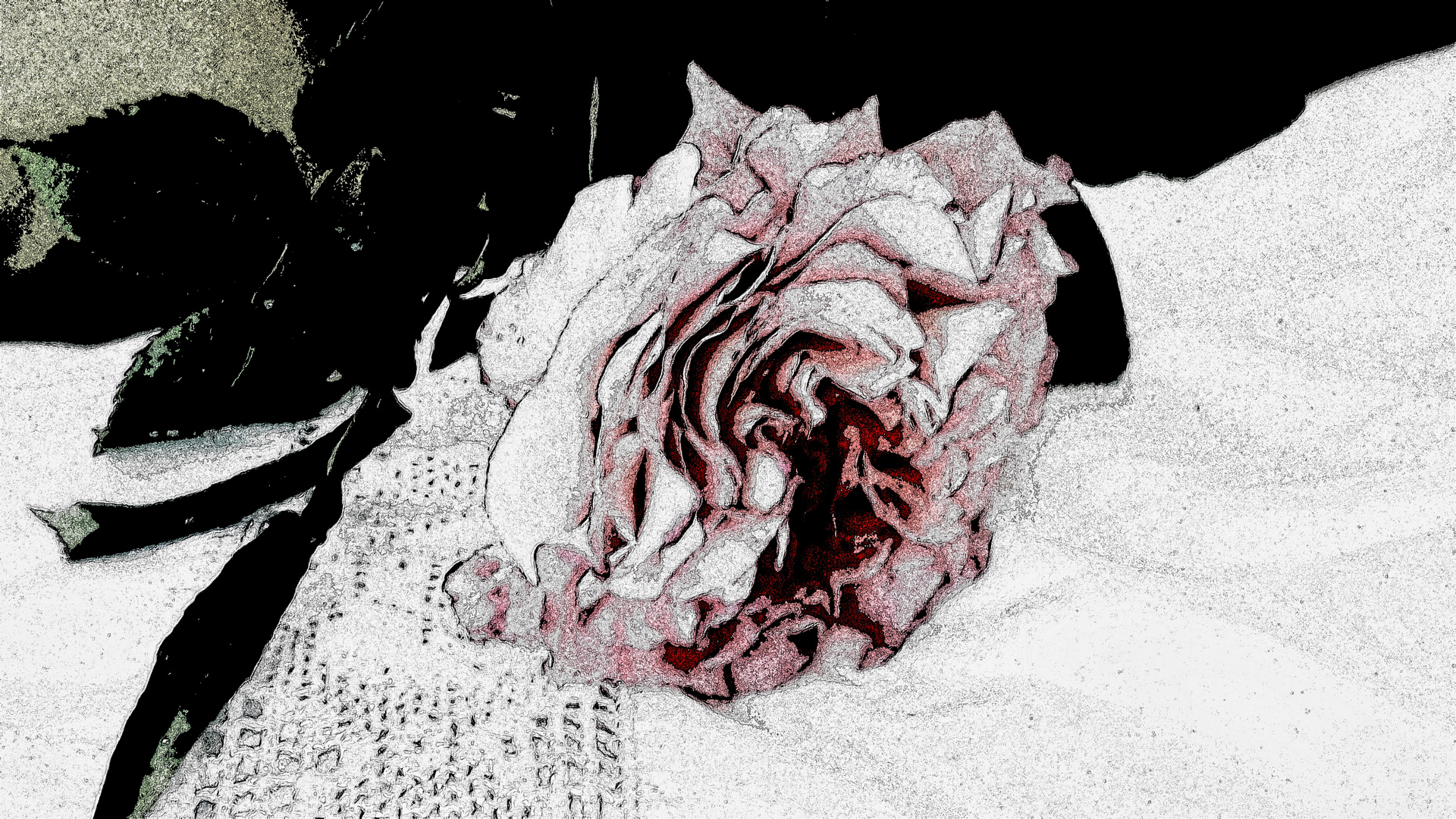 the last rose ... '20