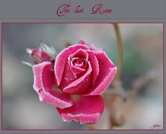 The last Rose