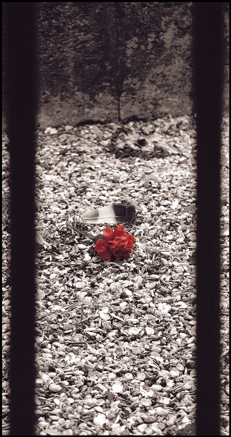 …the last rose…