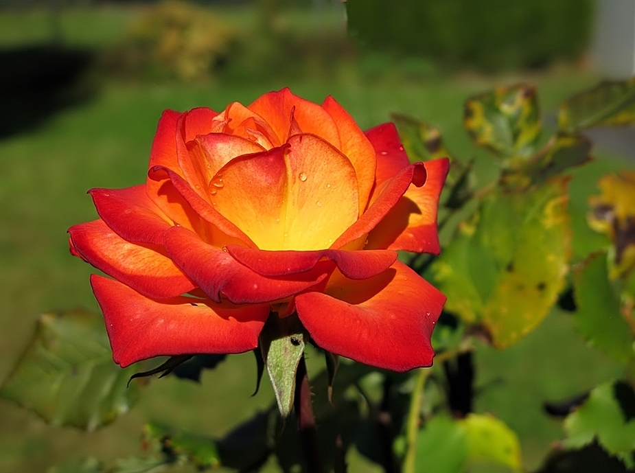 the last rose in our garden.........