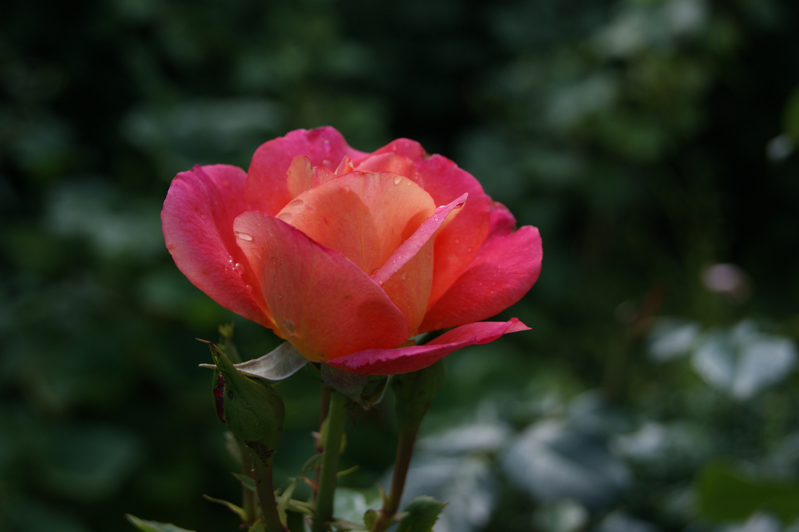 ...the last rose of july...