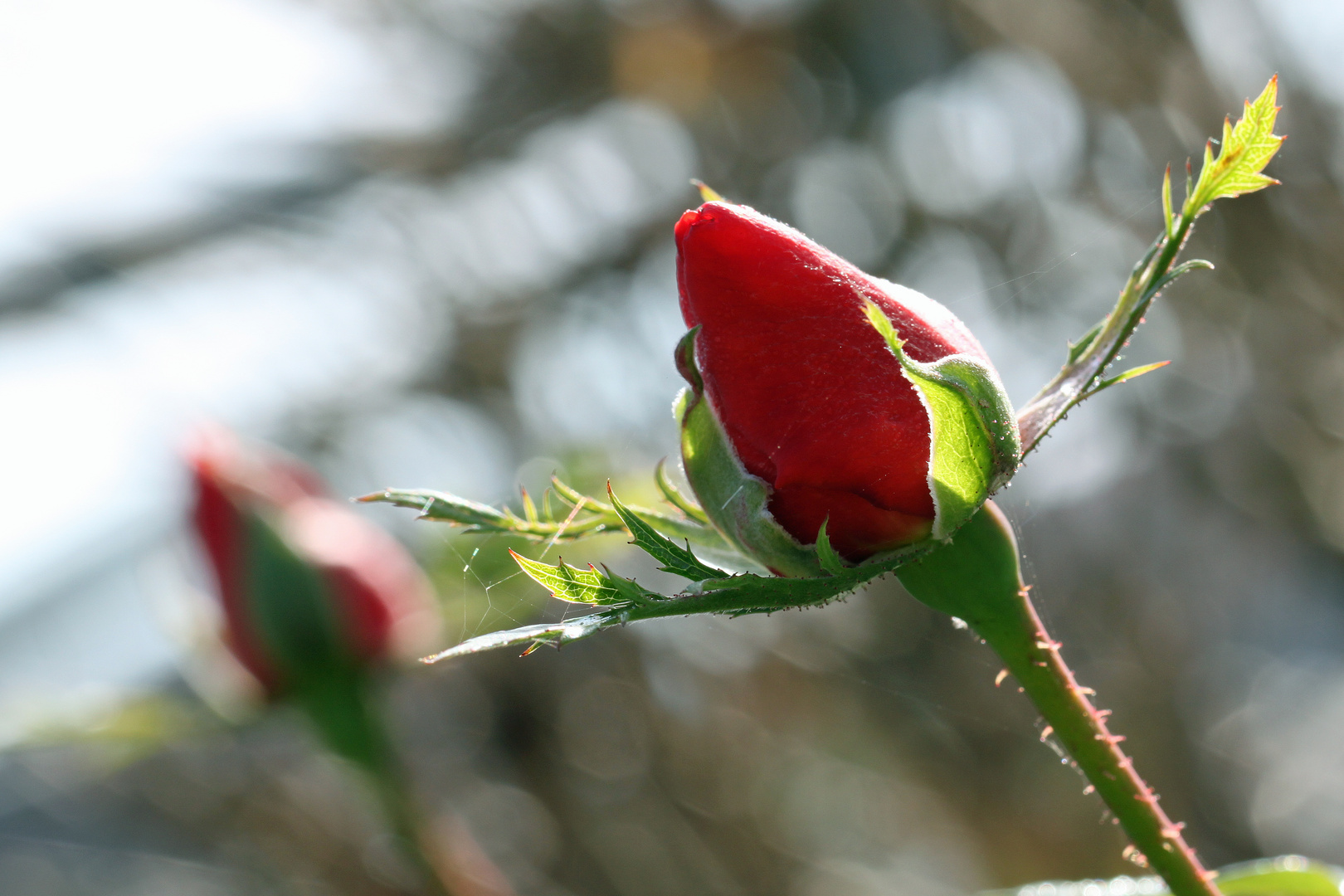 The last rose of summer