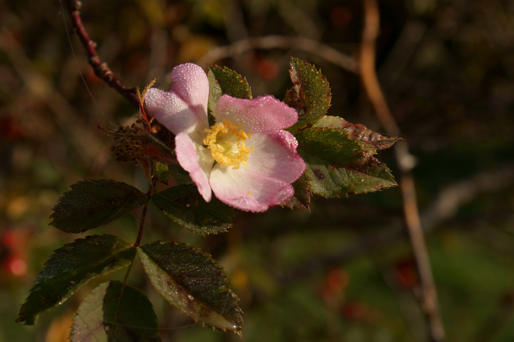 The last rose of the summer