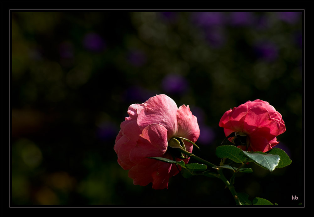 The last Roses - Garten 2