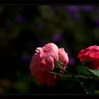 The last Roses - Garten 2