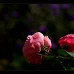 The last Roses - Garten 2