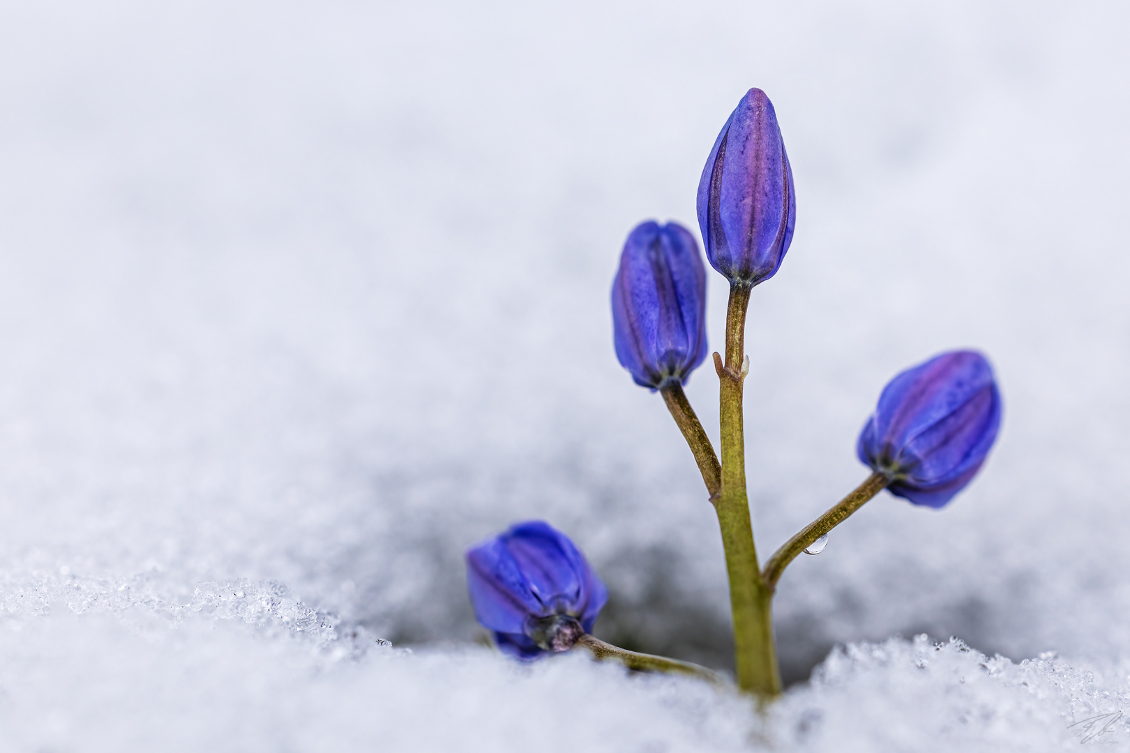 the last snow