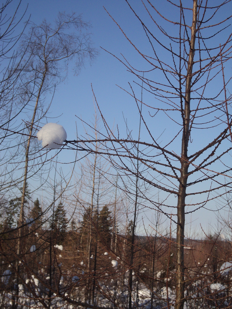 The last snow this winter ?