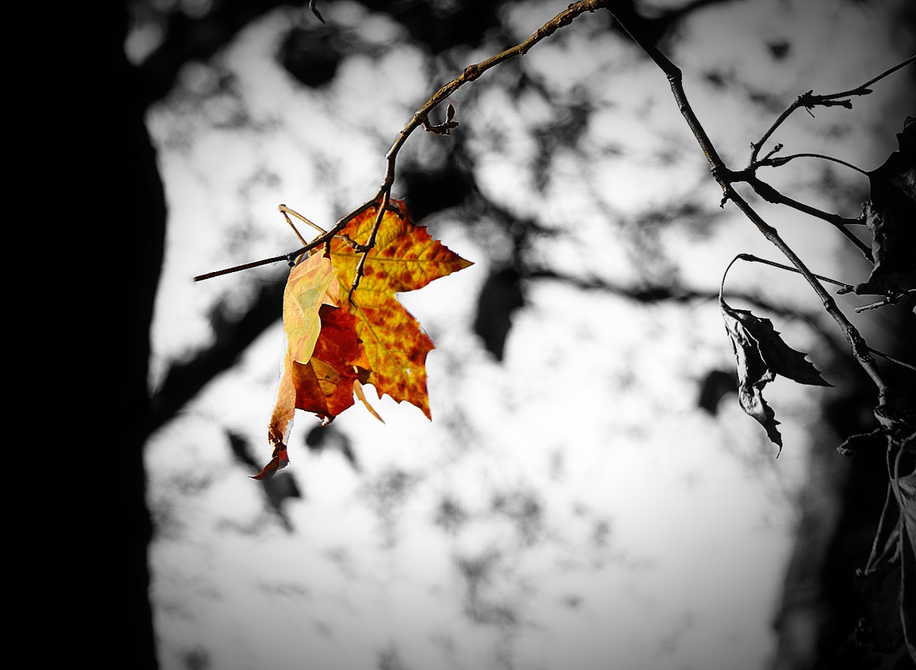 The last spot of autumn