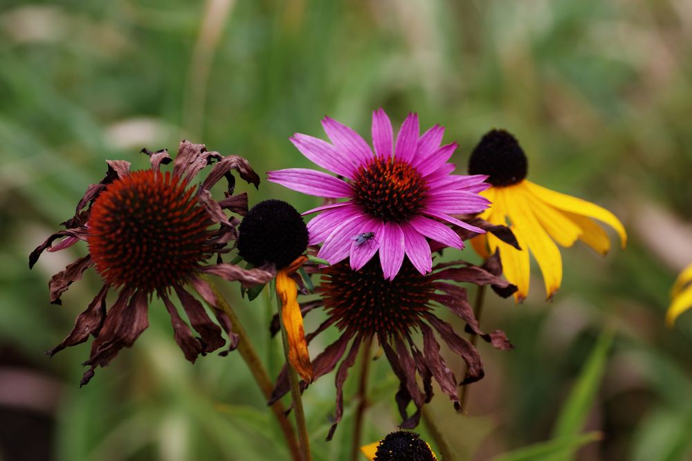 The last summer colours..