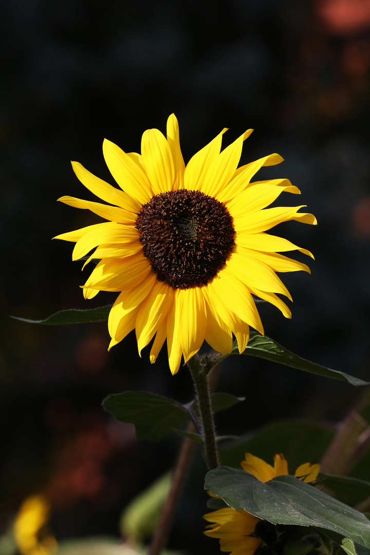 The last Sunflower - Berlin, Germany