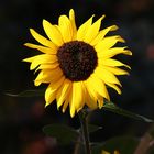 The last Sunflower - Berlin, Germany