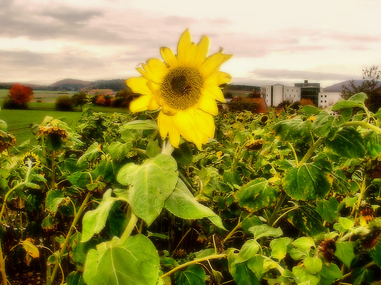 The last Sunflower