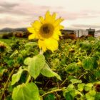 The last Sunflower