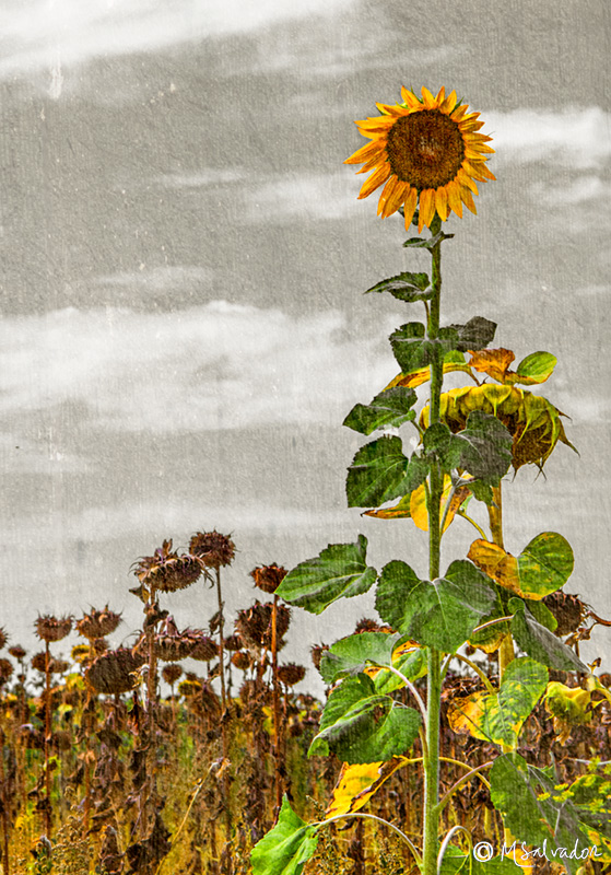 The last sunflower