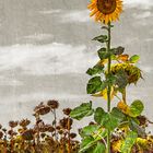 The last sunflower