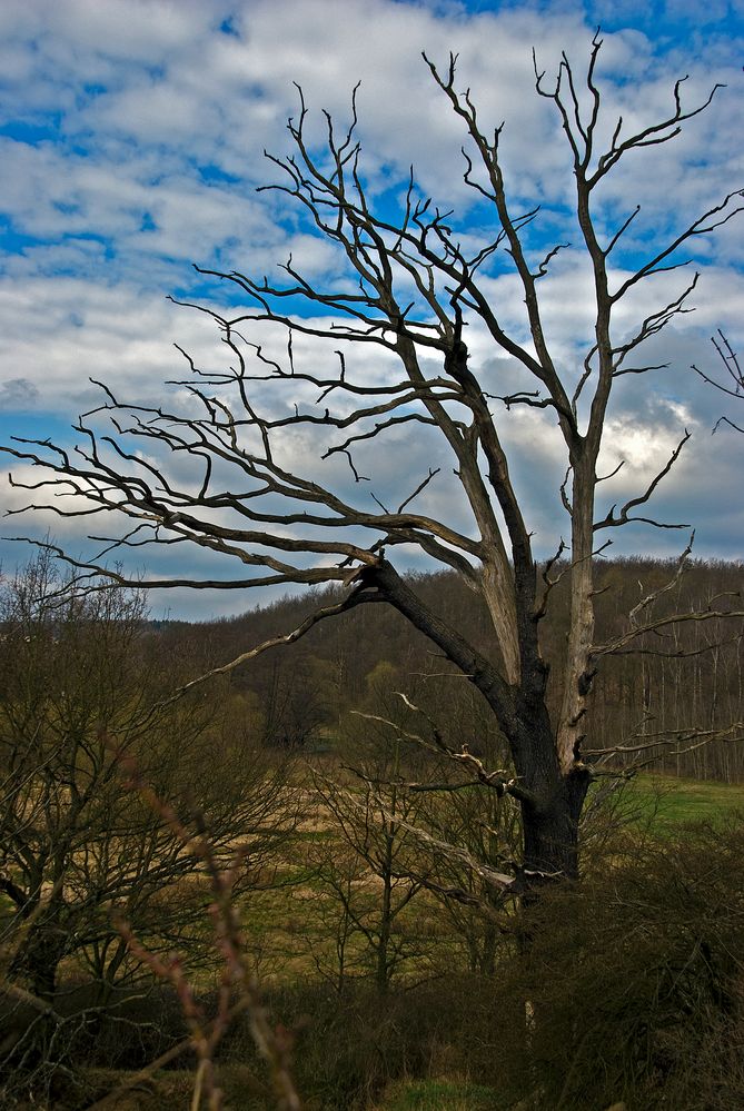 The last tree