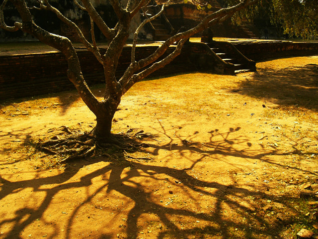 The last tree in the ancient city...