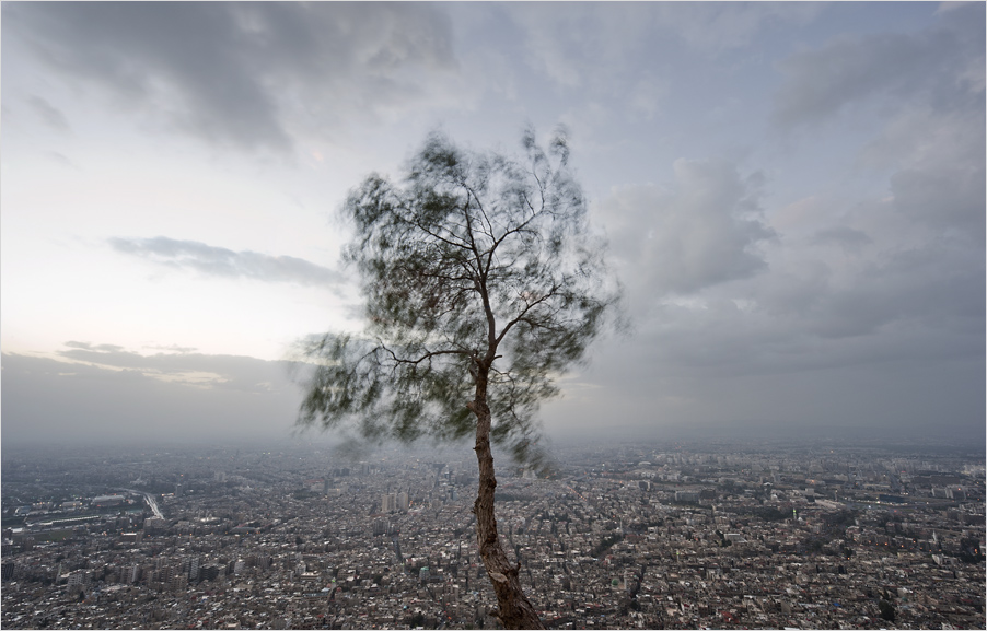 The Last Tree of Damascus