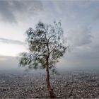 The Last Tree of Damascus