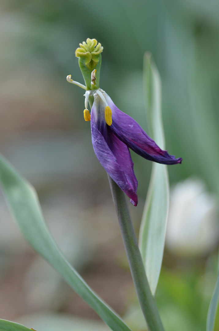 The Last Tulip ...