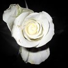 The last white rose