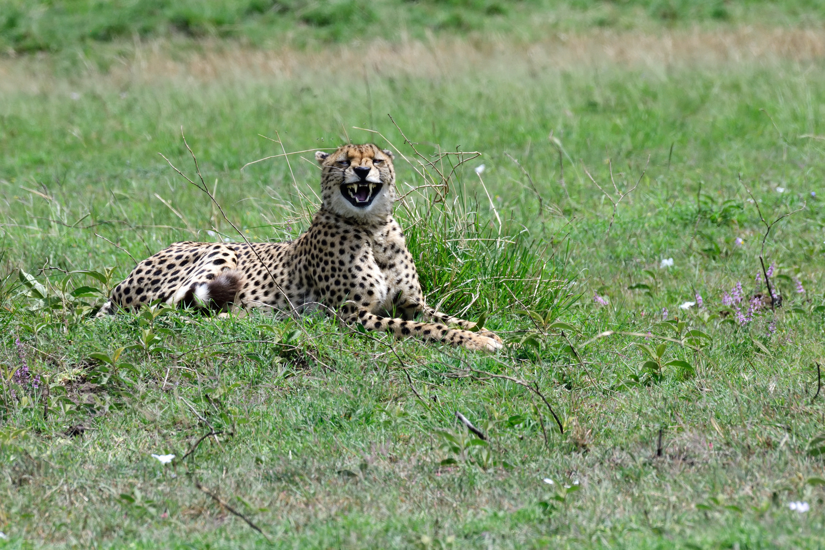 The laughing cheetah