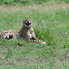 The laughing cheetah