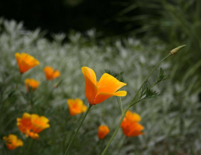 the laughing flower