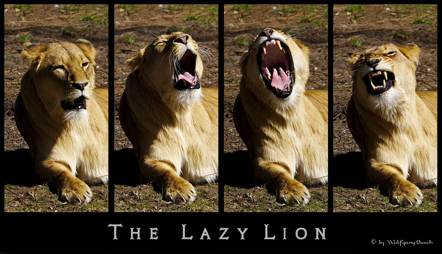 The Lazy Lion