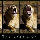 The Lazy Lion