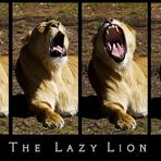 The Lazy Lion