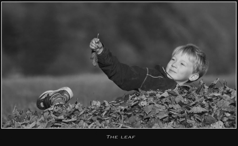 The leaf