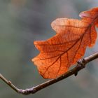 The leaf against the light