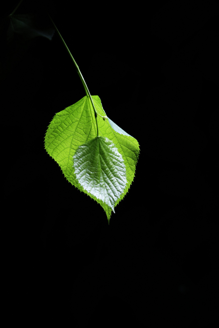 The Leaf - Ambient Light