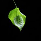 The Leaf - Ambient Light