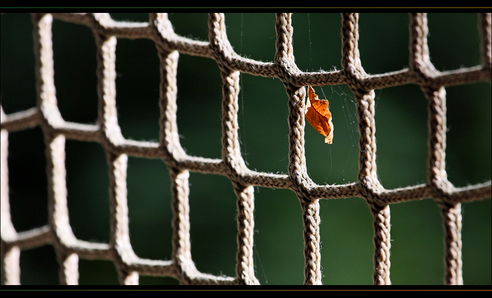 The leaf and the rope