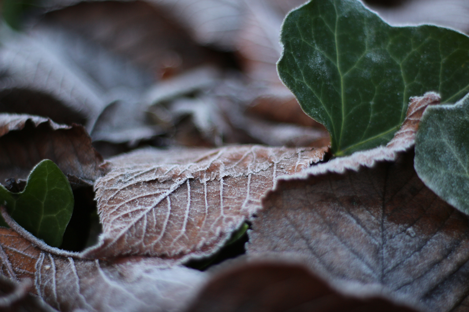 "The Leaf" - Blatt im Winter